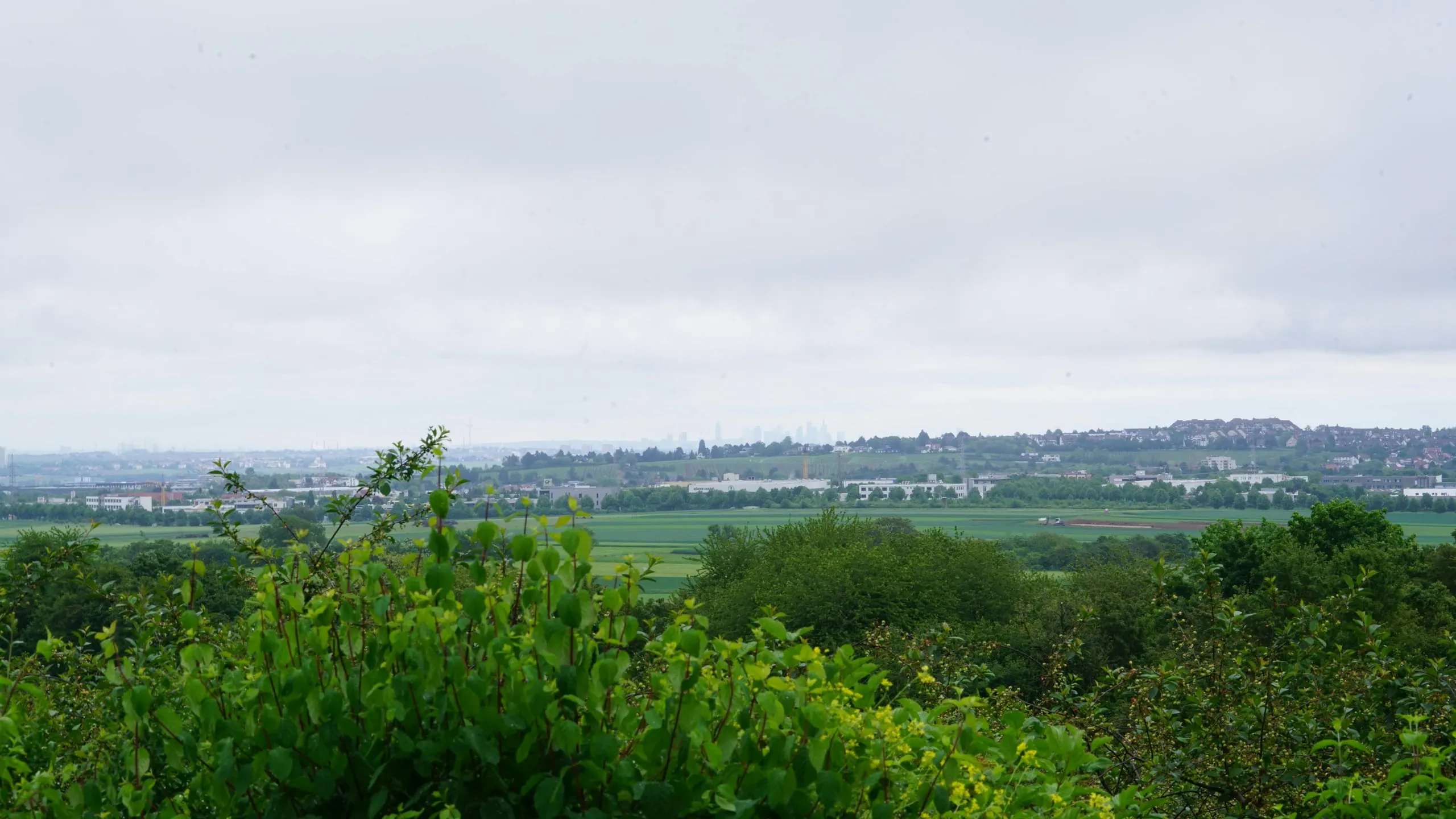 Weiter Blick vom Weingut Bugner über die Felder bis zur Frankfurter Skyline