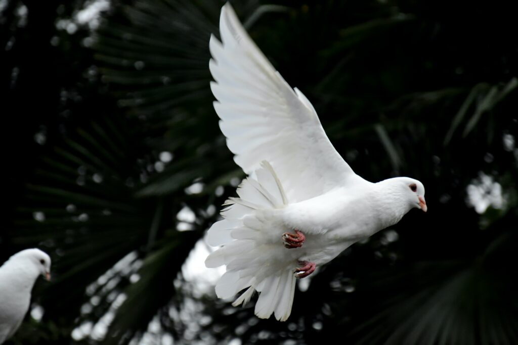 weiße Taube bei einer freien Trauung