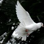 weiße Taube bei einer freuen Trauung